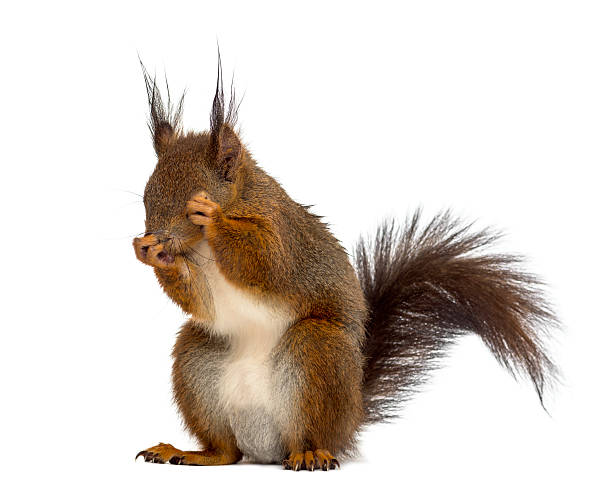 istock Red squirrel in front of a white background 508450836