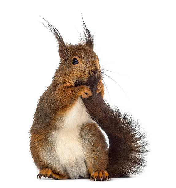 istock Red squirrel in front of a white background 508450908