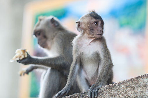 Monkeys at Tiger Cave Temple, Krabi, Thailand