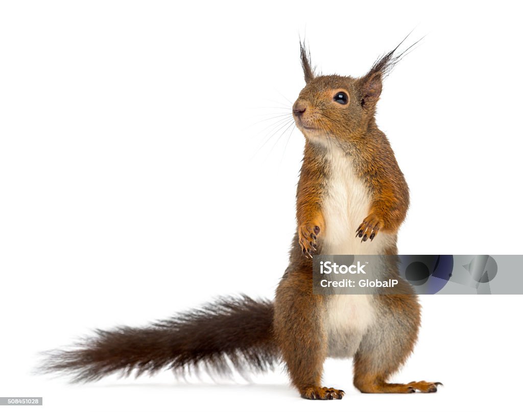 Red squirrel in front of a white background Squirrel Stock Photo