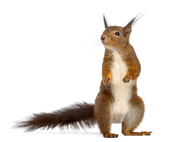 czerwona wiewiórka w przód na białe tło - wiewiórka zdjęcia i obrazy z banku zdjęć
