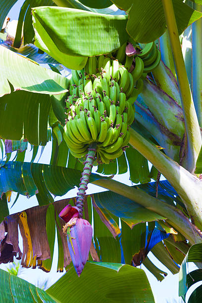Banana fruit Banana fruit getting ripe on a farm on Big Island, Hawaii plantain banana banana tree tropical climate stock pictures, royalty-free photos & images
