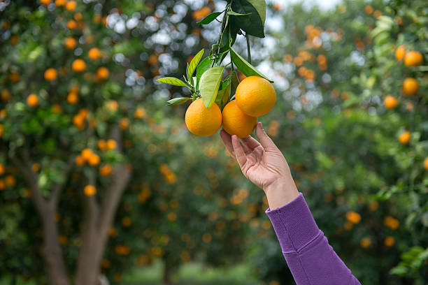 donna raggiungendo per l'arancione - close up women horizontal citrus fruit foto e immagini stock