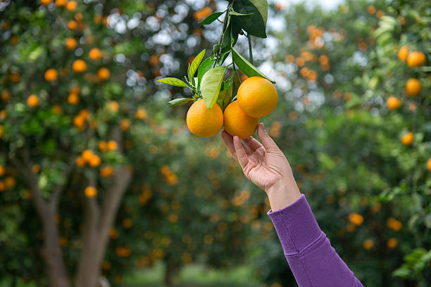 mulher esticando-se para pegar uma laranja - close up women horizontal citrus fruit - fotografias e filmes do acervo