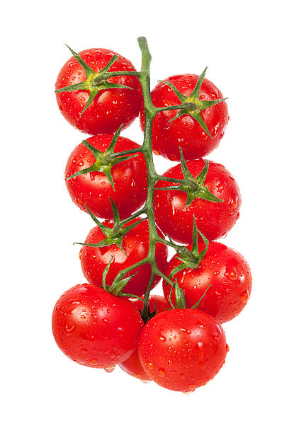 Tomatoes on a green branch stock photo
