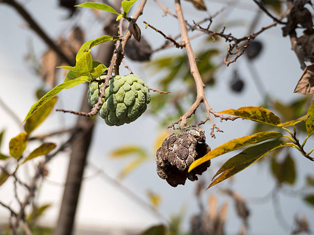 ocalały czerymoja na drzewo, wybierz się - rotting apple fruit rudeness zdjęcia i obrazy z banku zdjęć