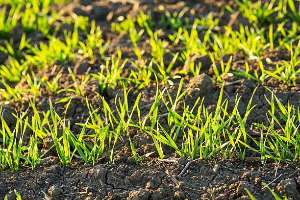 istock Green field of sprouting wheat 508456858