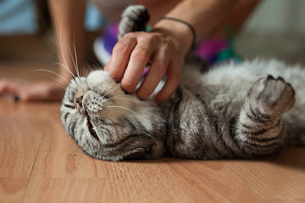 istock Picture shows a cat which is stroking by someone. 508457272