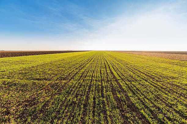 istock Green field of sprouting wheat 508457308