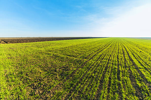 istock Green field of sprouting wheat 508457540