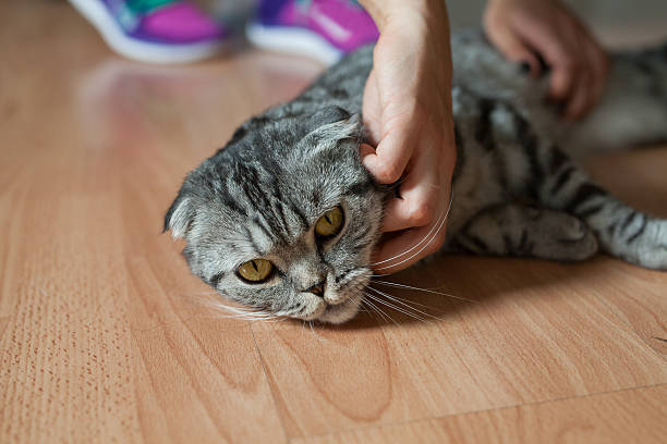 istock Picture shows a cat which is stroking by someone. 508457728
