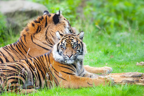 istock two tigers together, cuddling and playing 508458306