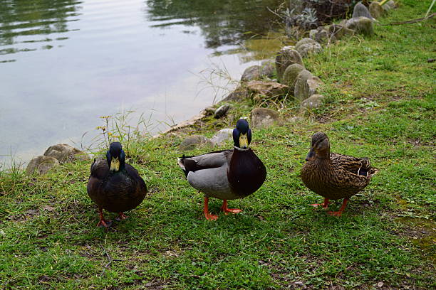 Three Ducks Near A Lake stock photo