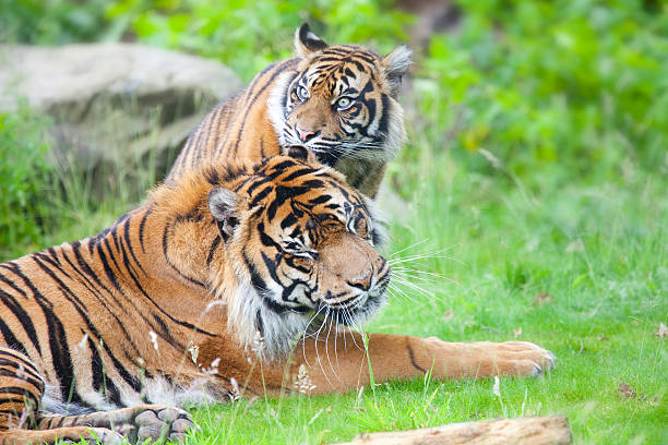 istock two tigers together, cuddling and playing 508465010