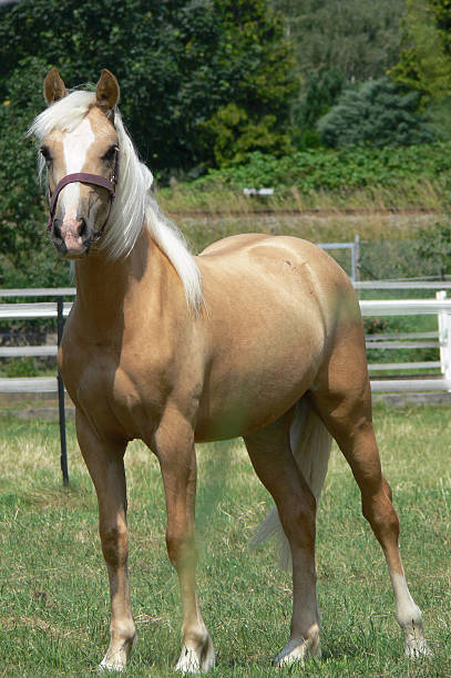 istock Young and happy Palomino horse 508465078
