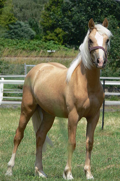 istock Young and happy Palomino horse 508465108