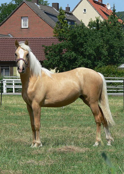 istock Young and happy Palomino horse 508465148
