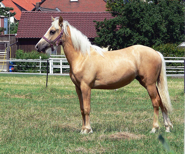 istock Young and happy Palomino horse 508465278