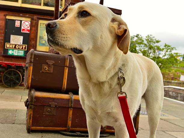 istock dog at Train Station 508466235