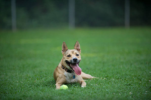 Carolina Dog (American Dingo) Lies Happily in Grass stock photo