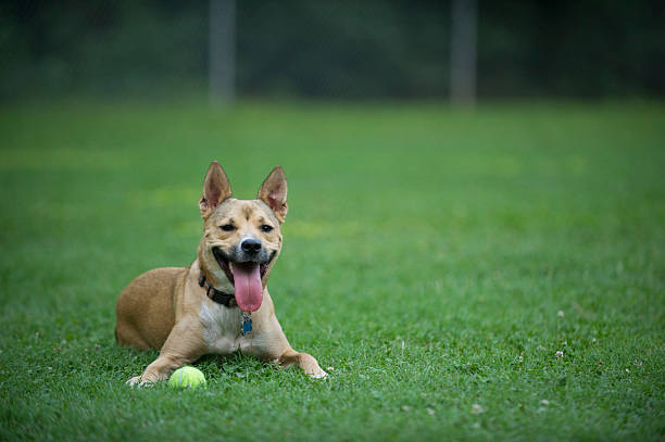 Carolina Dog (American Dingo) Lies Happily in Grass 2 stock photo