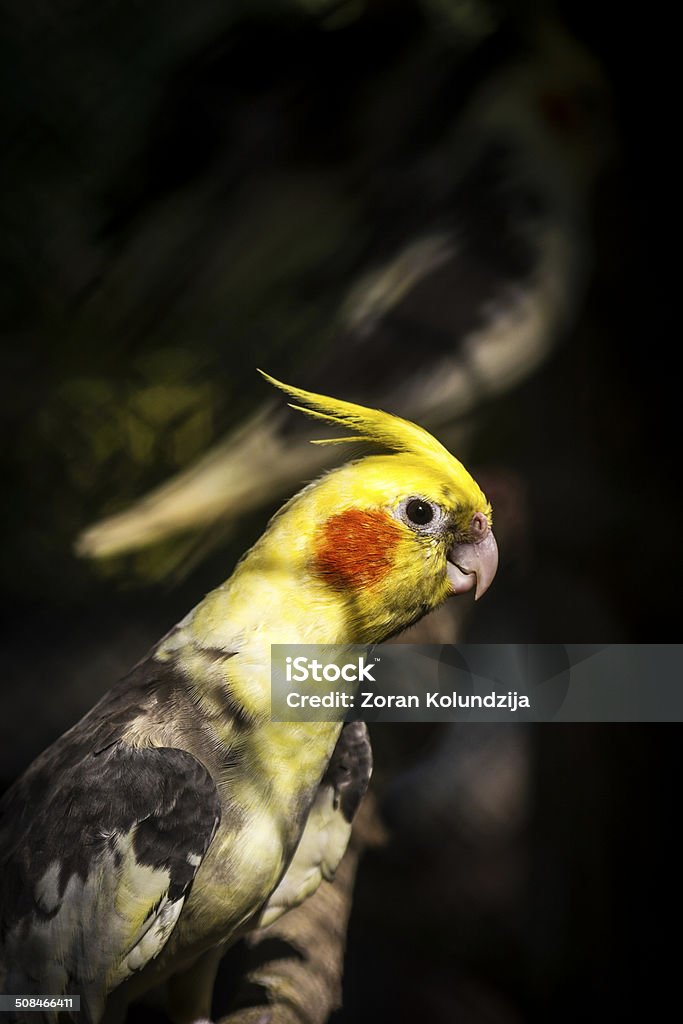 Cacatua ninfa - Foto stock royalty-free di Ala di animale