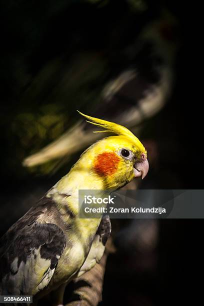 Periquito Australiano - Fotografias de stock e mais imagens de Amarelo - Amarelo, Animal, Animal de Estimação