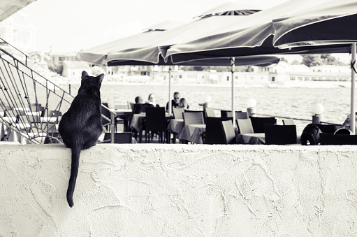 one black cat sitting on the wall