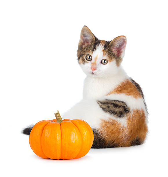 istock Cute calico kitten with mini pumpkin on white. 508466789