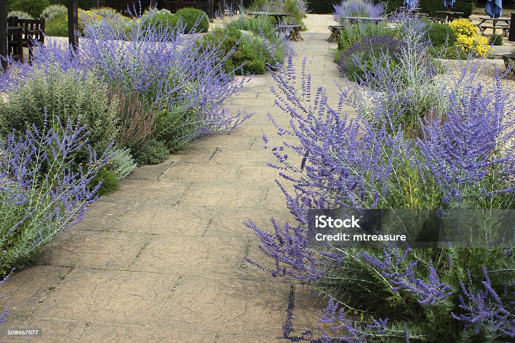 Bild von Enten-gravel Garten/Bildschirm Garten, Blumen, Perovskia Sommer - Lizenzfrei Braun Stock-Foto