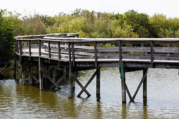 istock Walkway in the Everglades 508467619