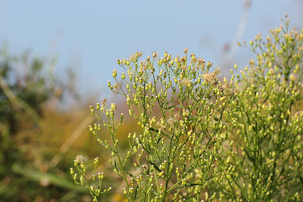istock Canadian Horseweed 508467629