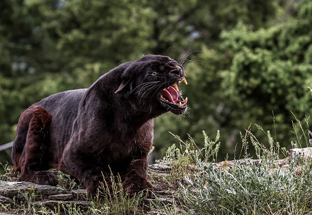 leopardo-negro rosnar - leopard prowling black leopard undomesticated cat imagens e fotografias de stock