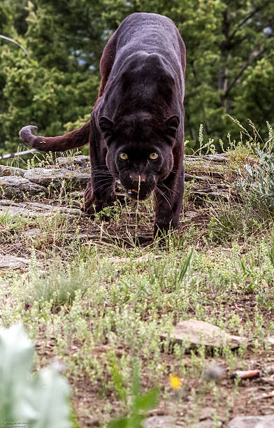 czarna pantera oglądać - leopard prowling black leopard undomesticated cat zdjęcia i obrazy z banku zdjęć