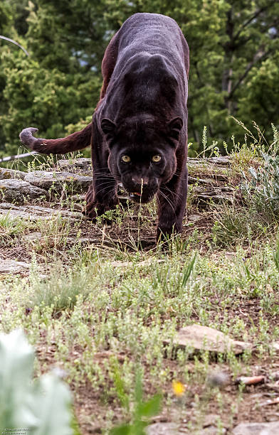 черный леопард наблюдение - leopard prowling black leopard undomesticated cat стоковые фото и изображения