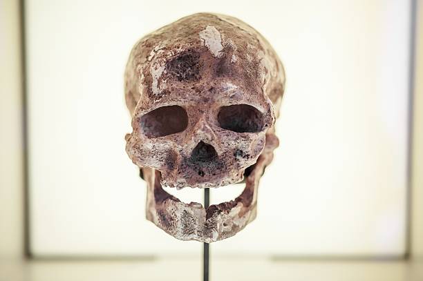 istock Human ancestor skull in showcase 508468217