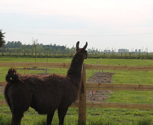 istock Llama looking into the distance 508469303