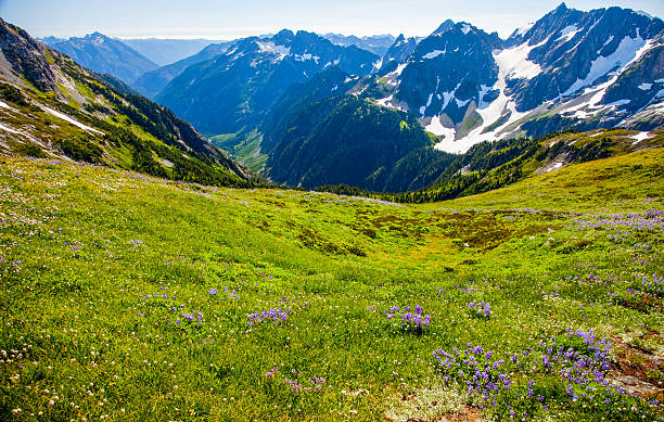 parque nacional de north cascades de setembro - 2011 - north cascades national park mountain flower wildflower imagens e fotografias de stock