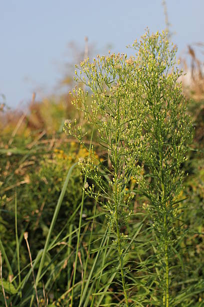 istock Canadian Horseweed 508469991