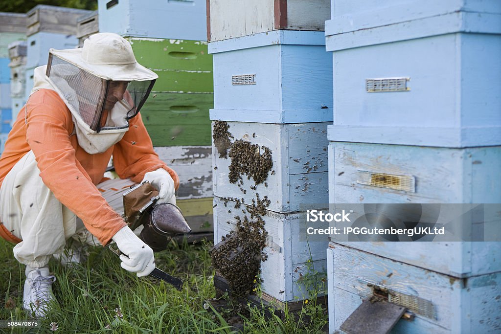 Imker Betreuung Beehives - Lizenzfrei Apis Stock-Foto