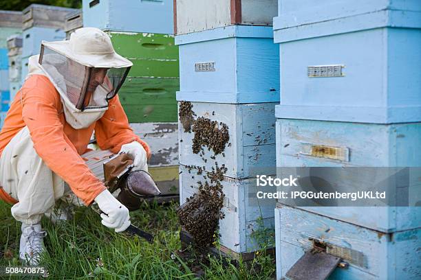 양봉가 기반 한 벌 곤충에 대한 스톡 사진 및 기타 이미지 - 곤충, 군체, 꿀