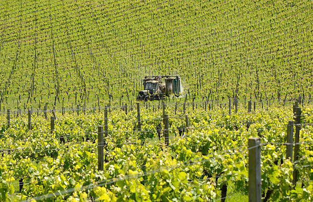 istock Tractor spraying vineyard. Surrey. England 508471339