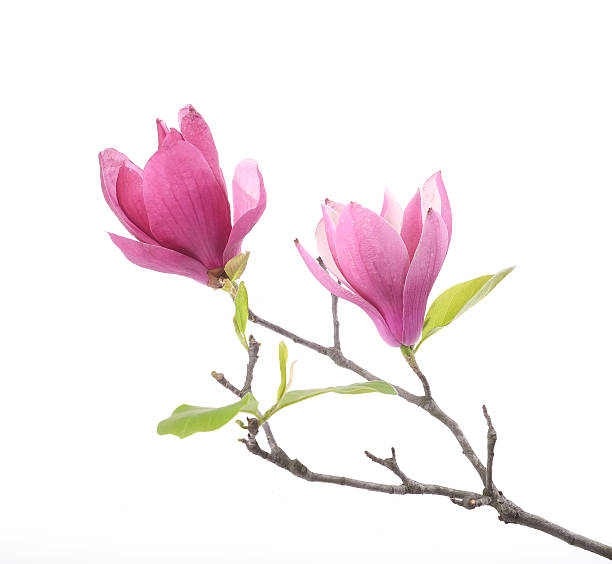 istock Pink magnolia flowers isolated on white background 508471747