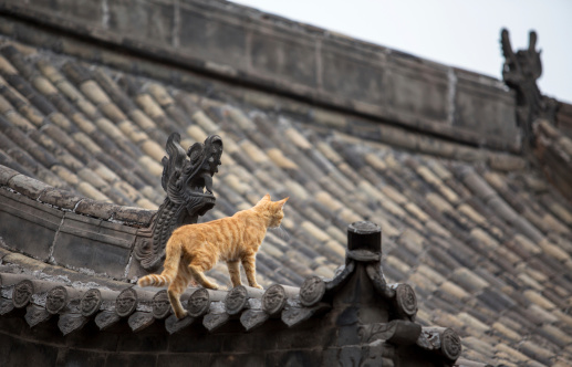 cat standing on the roof of a Chinese ancient architecture