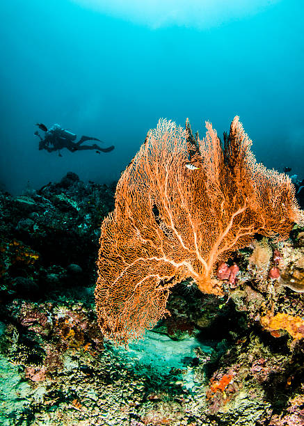 Backround A diver in Indonesia coral gorgonian coral hydra reef stock pictures, royalty-free photos & images