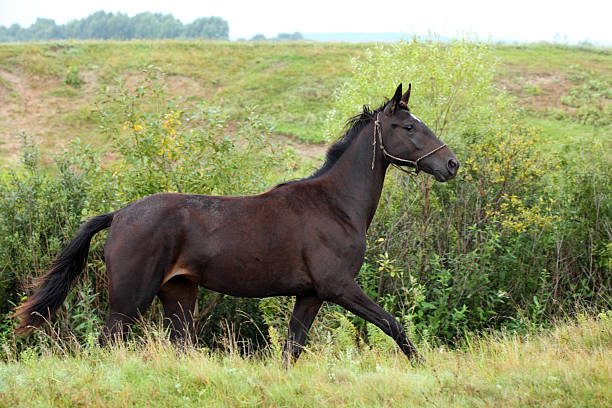 mustang garanhão selvagem corridas - horse animals in the wild wyoming rebellion imagens e fotografias de stock