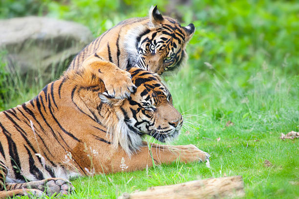istock two tigers together, cuddling and playing 508482600