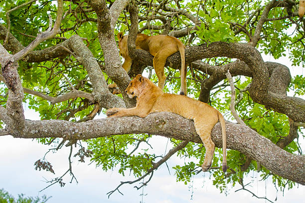 istock Lions rests in tree a hot day at Serengeti 508483338