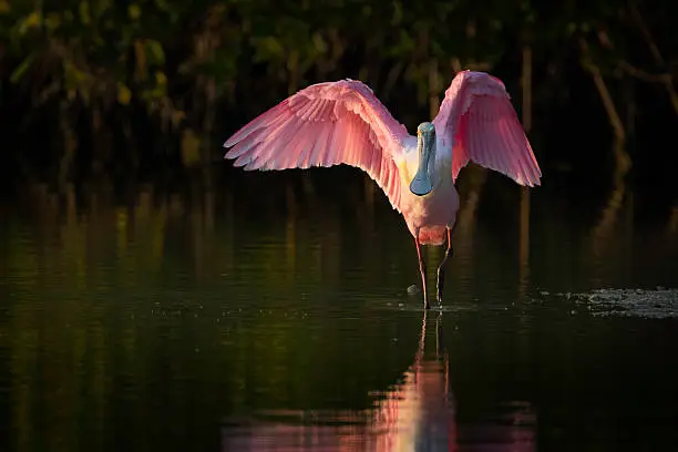 Roseate Spoonbill displaying and drying his wings late afternoon in the water of a mangrove water way at Ding Darling Wildlife Refuge Sanibel Island Florida.