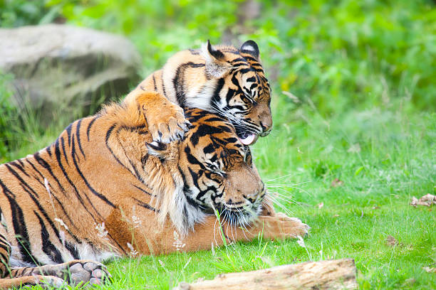 istock two tigers together, cuddling and playing 508484486